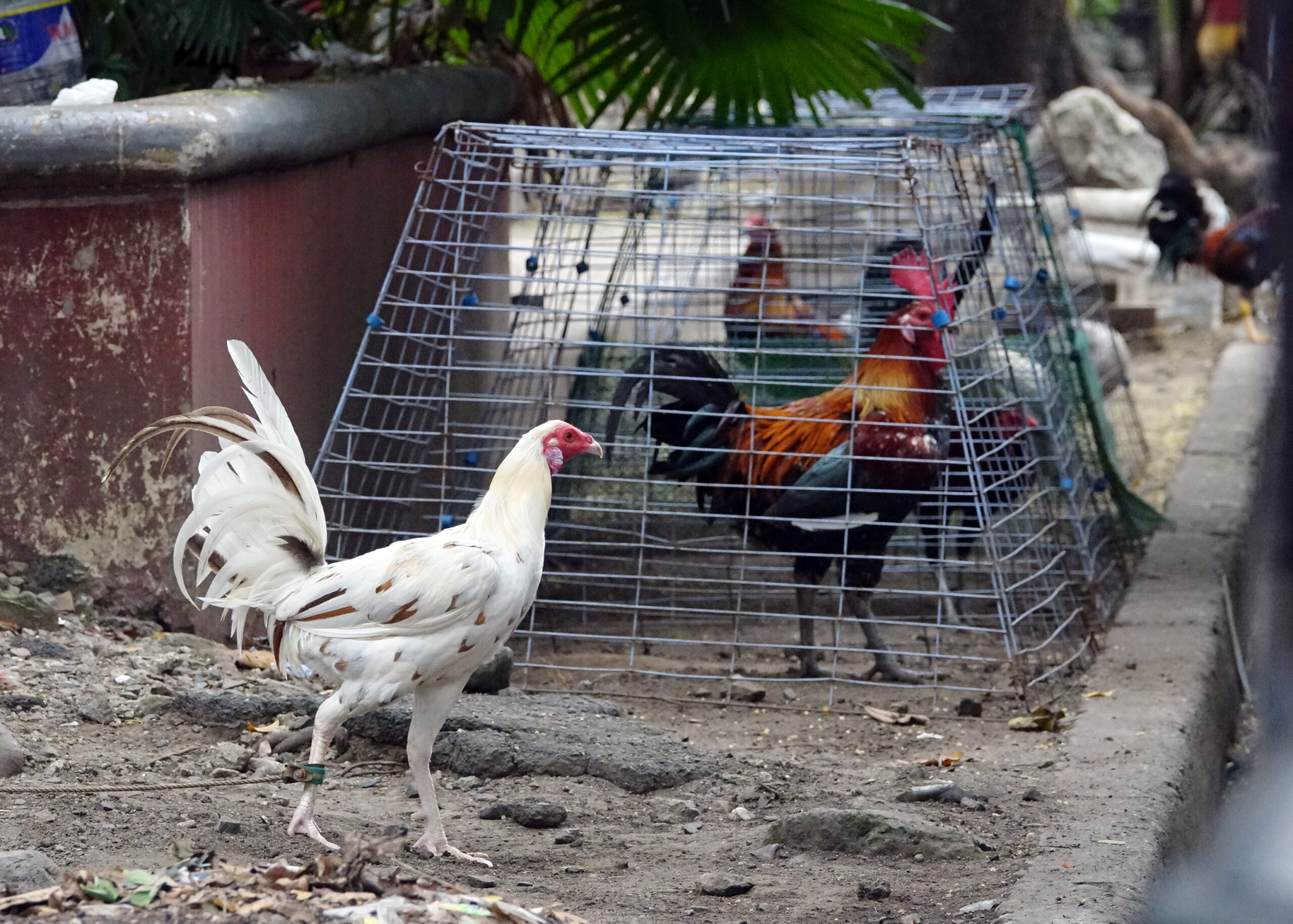 Những điểm thu hút kê thủ của đá gà philippines